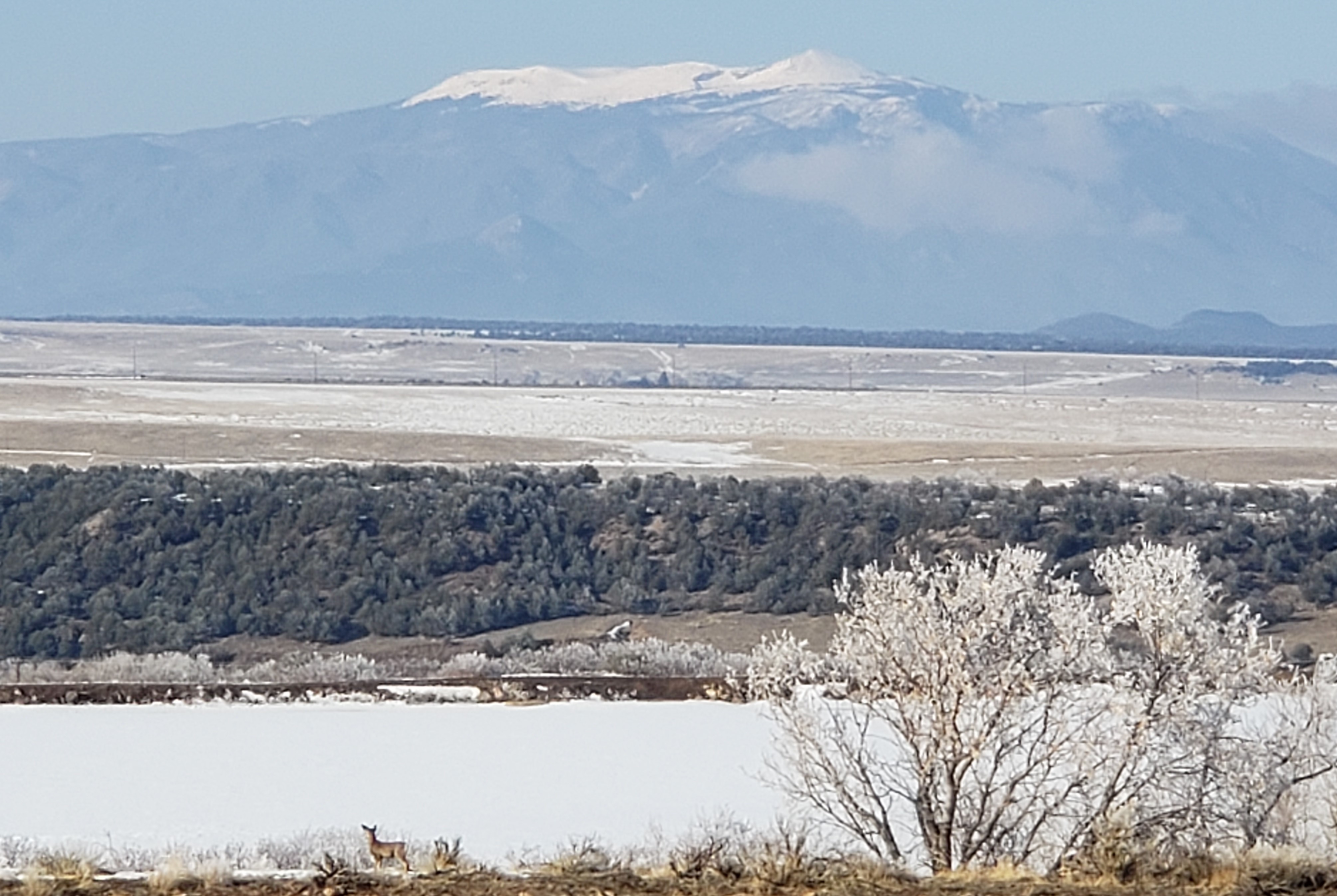 front yard, 2-20-2020